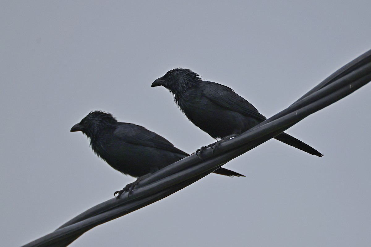 Молуккский скворец - ML646784252