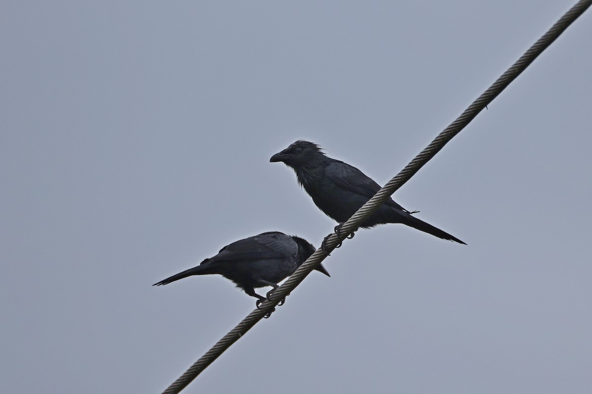 Молуккский скворец - ML646784253