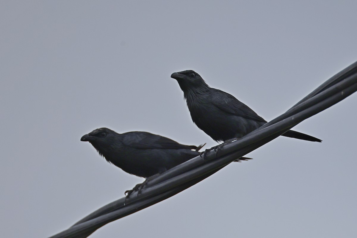 Молуккский скворец - ML646784254