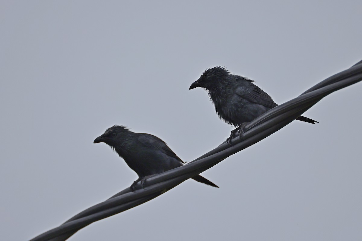 Молуккский скворец - ML646784255