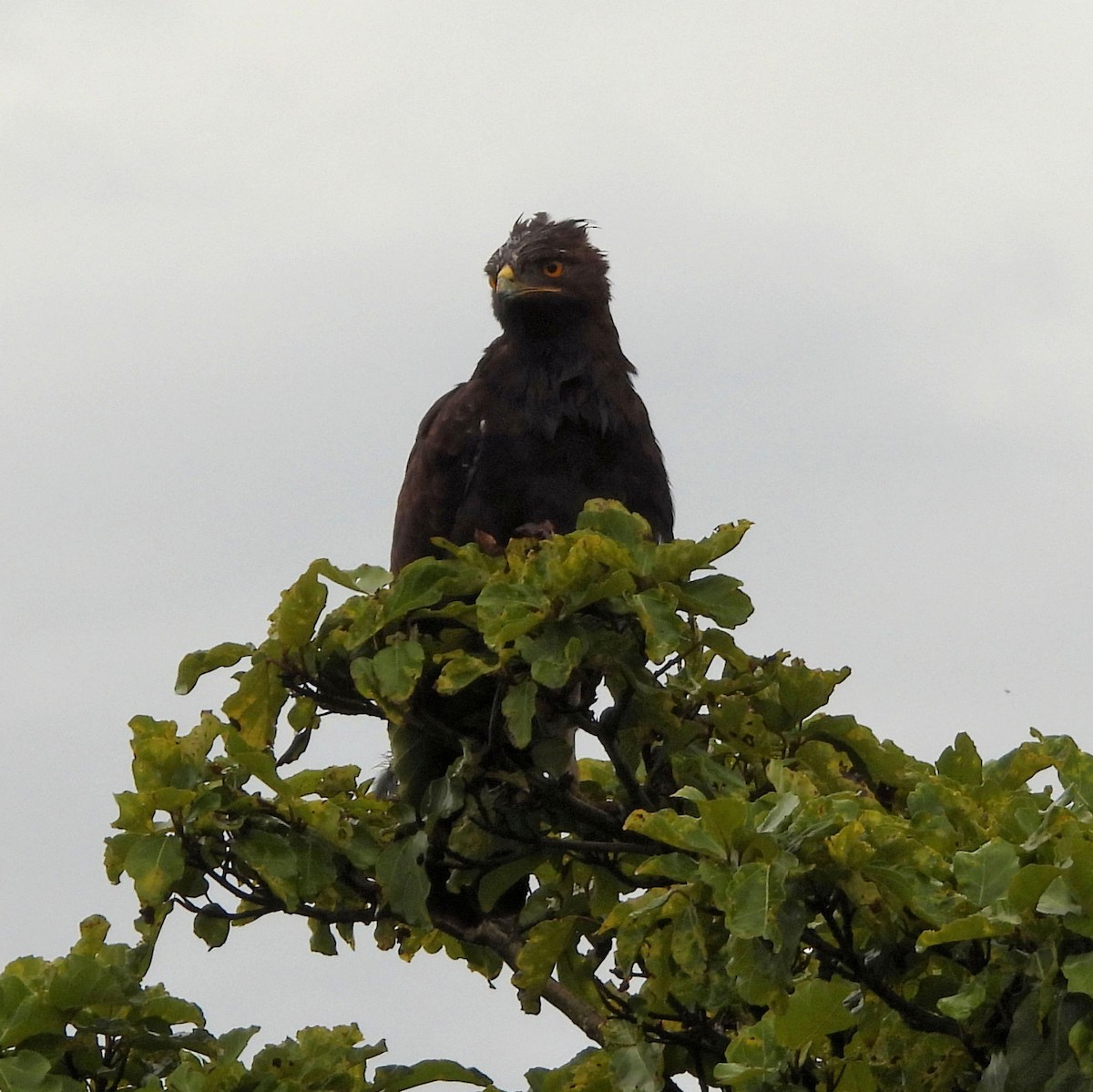 orel chocholatý - ML646784258