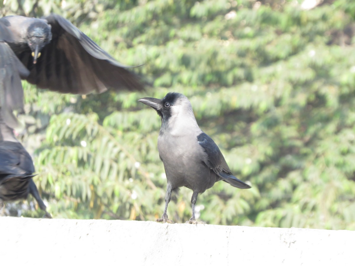 House Crow - ML646784260