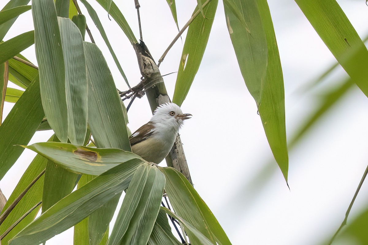 Timalí Cabeciblanco - ML646784261