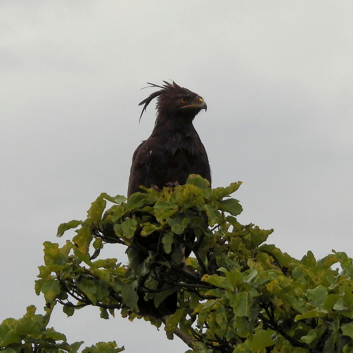 orel chocholatý - ML646784262