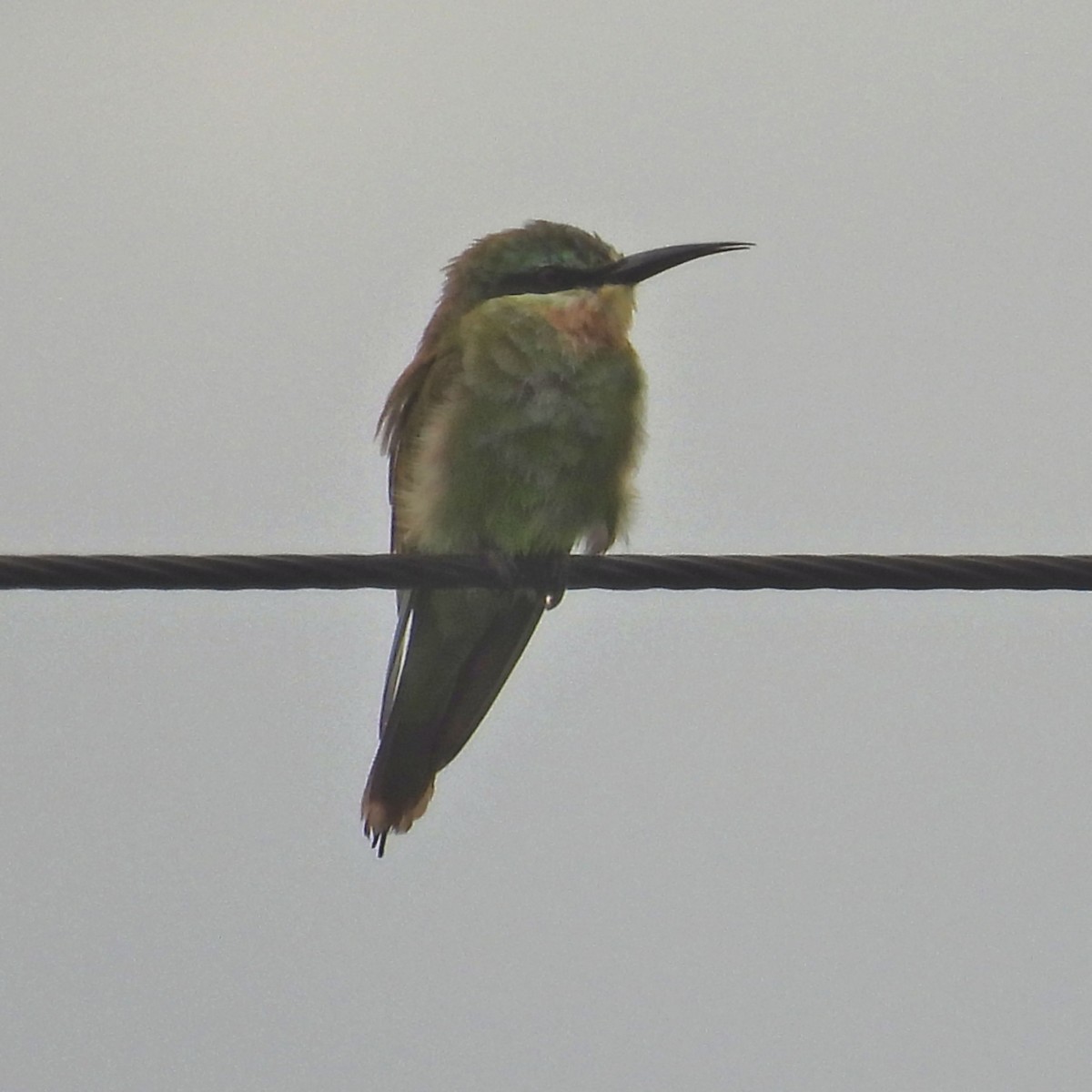Blue-cheeked Bee-eater - ML646784263