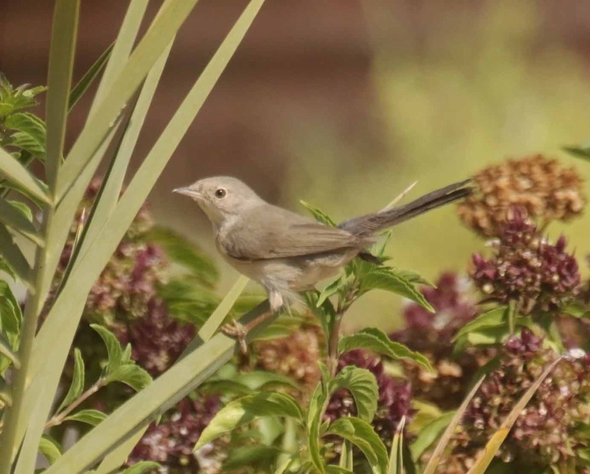 Белоусая славка - ML646784264