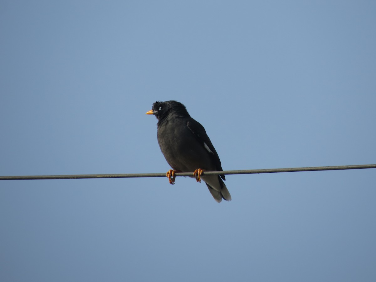 Jungle Myna - ML646784266