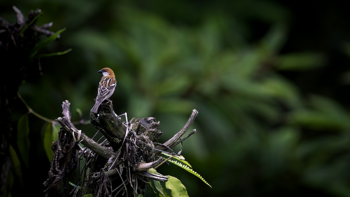 kanelspurv - ML646784267