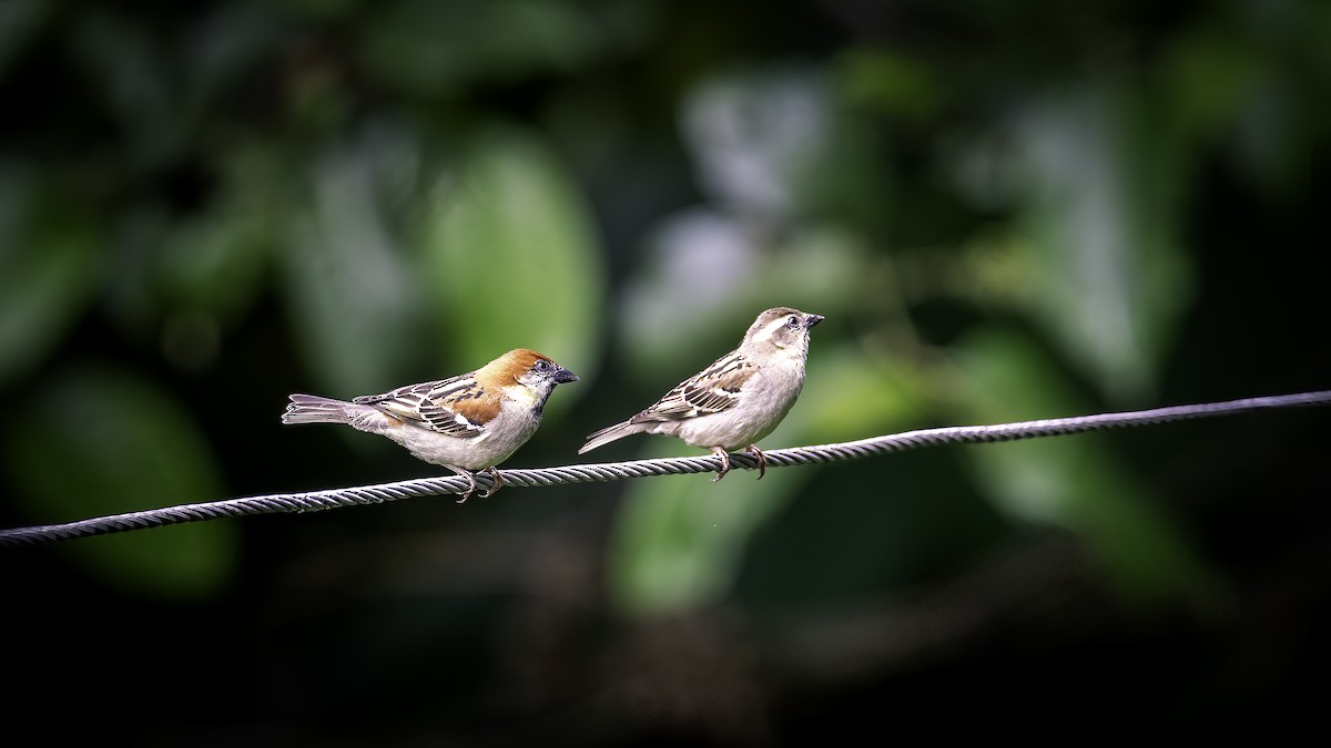 kanelspurv - ML646784268