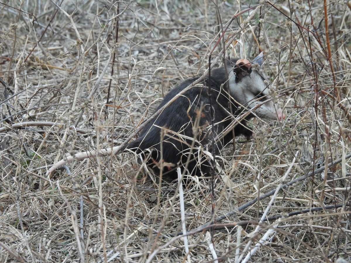 Виргинский опоссум - ML646784282