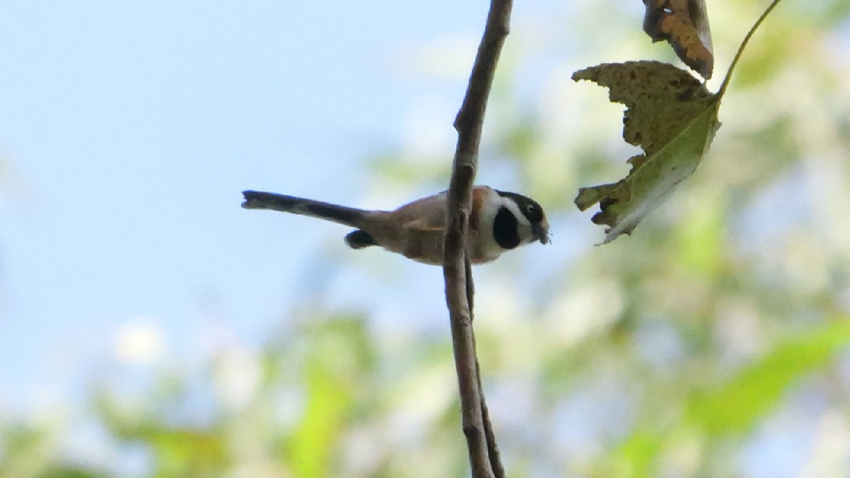 Black-throated Tit - ML646784305
