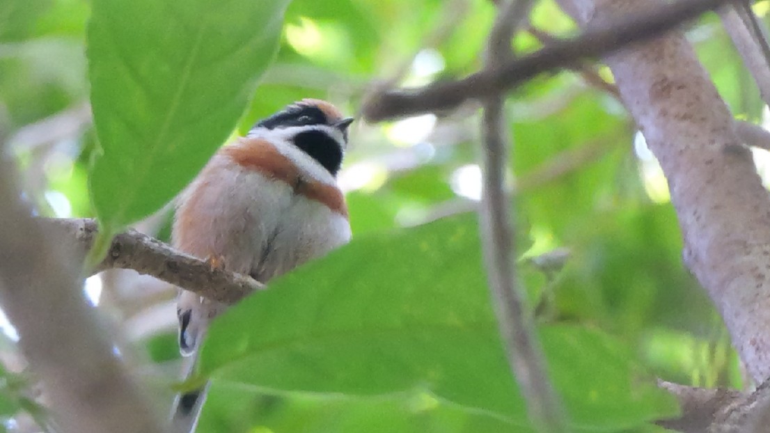 Black-throated Tit - ML646784306