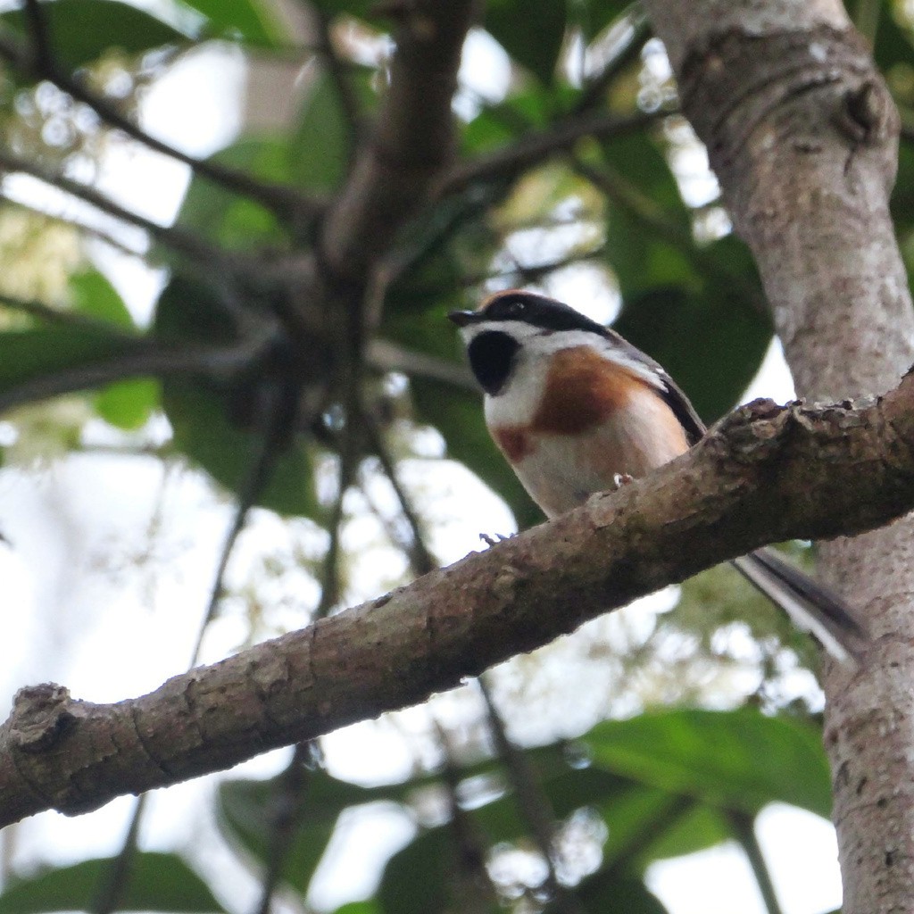 Black-throated Tit - ML646784307
