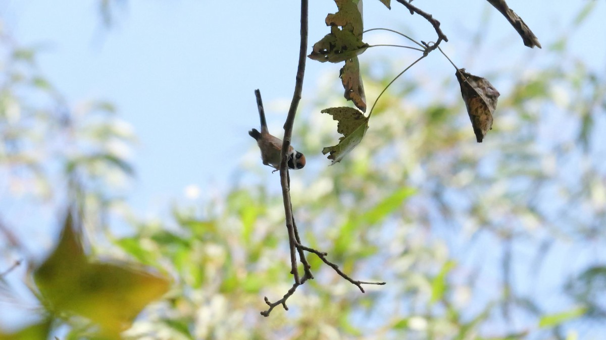 Black-throated Tit - ML646784308