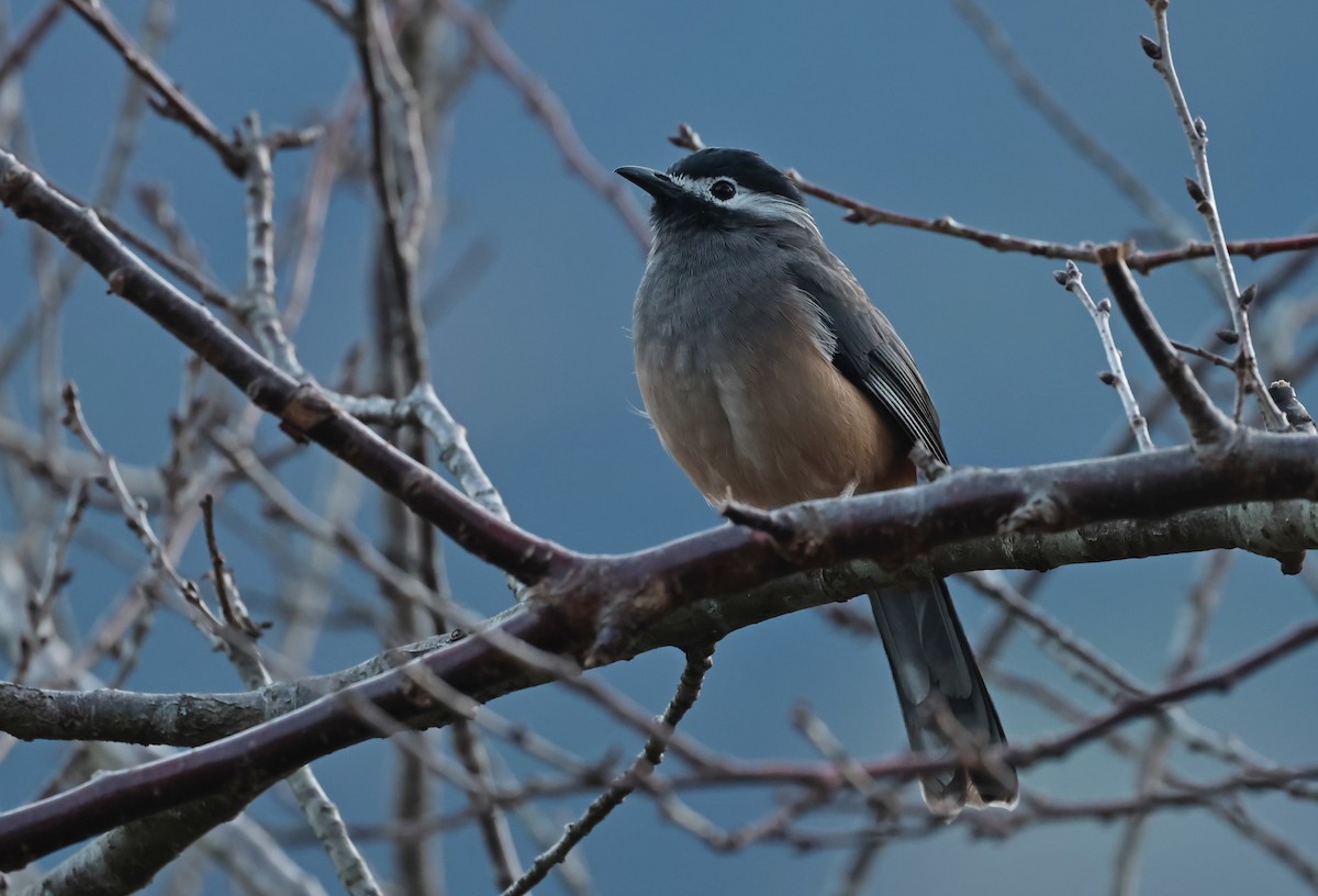 Белоухая сибия - ML646784309