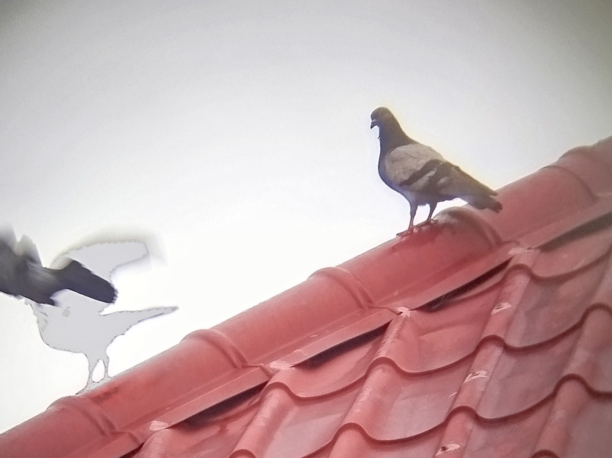 Haitz-usoa (etxekoa) - ML646784314