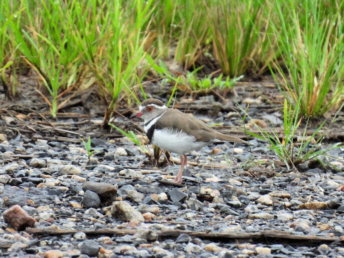 Chorlitejo Tricollar - ML646784317