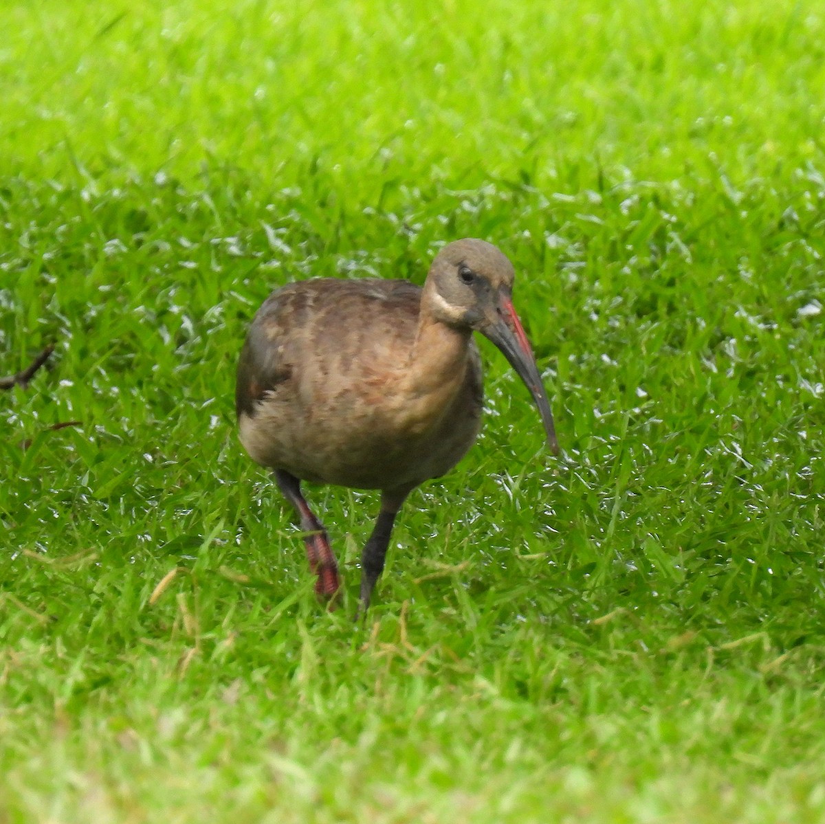 Hadada Ibis - ML646784319