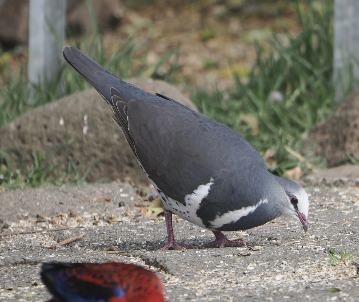 wongadue - ML646784320