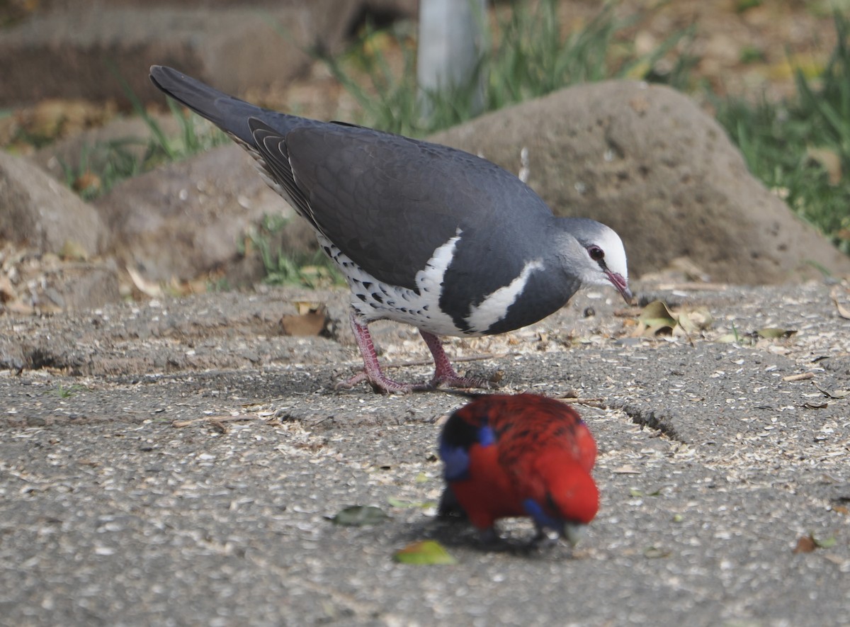 wongadue - ML646784321