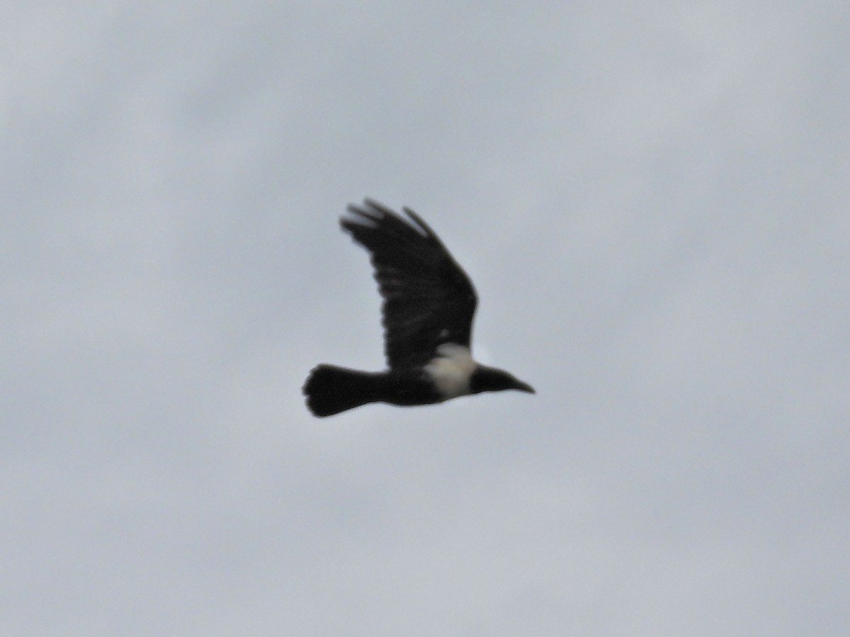 Pied Crow - ML646784323