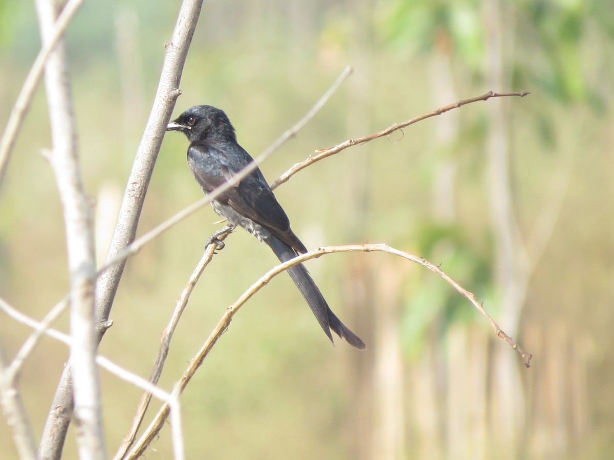Black Drongo - ML646784329