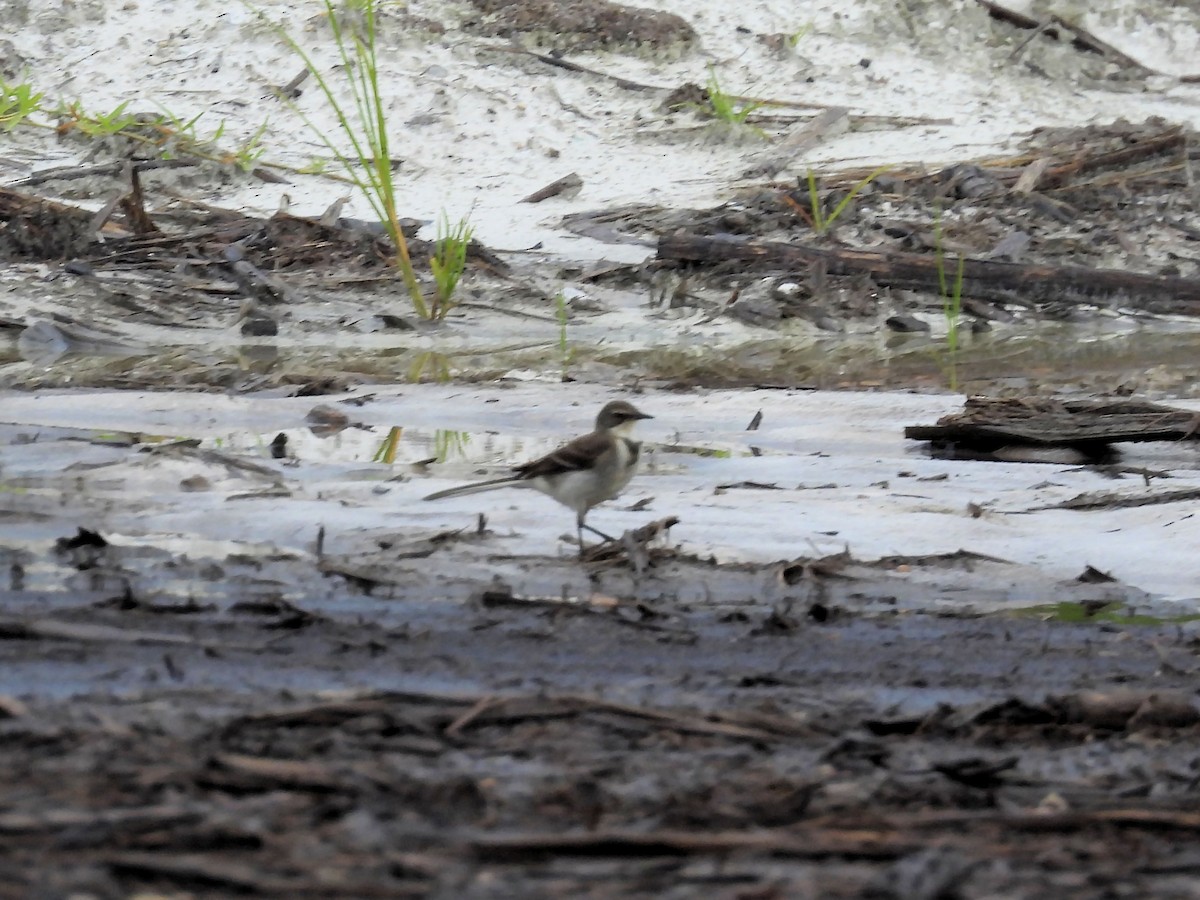 Lurmuturreko buztanikara - ML646784330