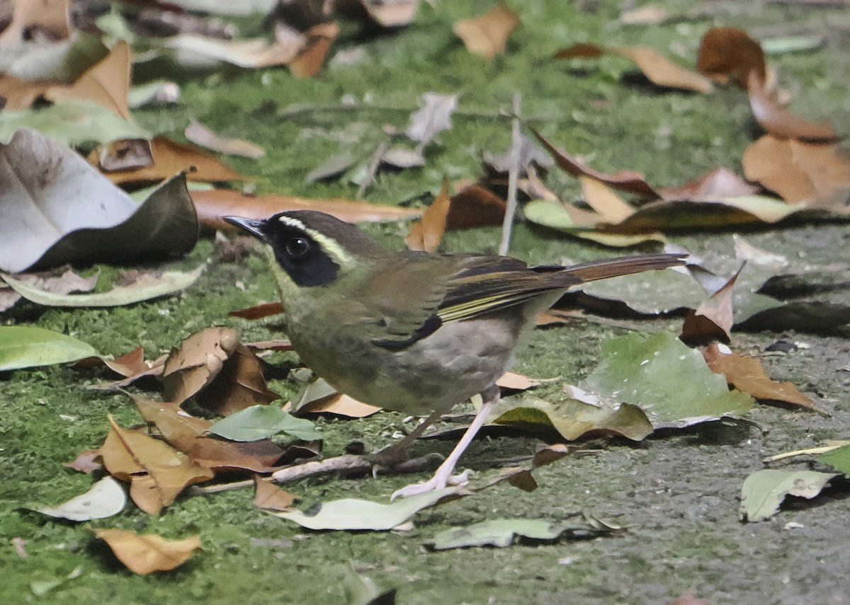 キノドヤブムシクイ - ML646784338