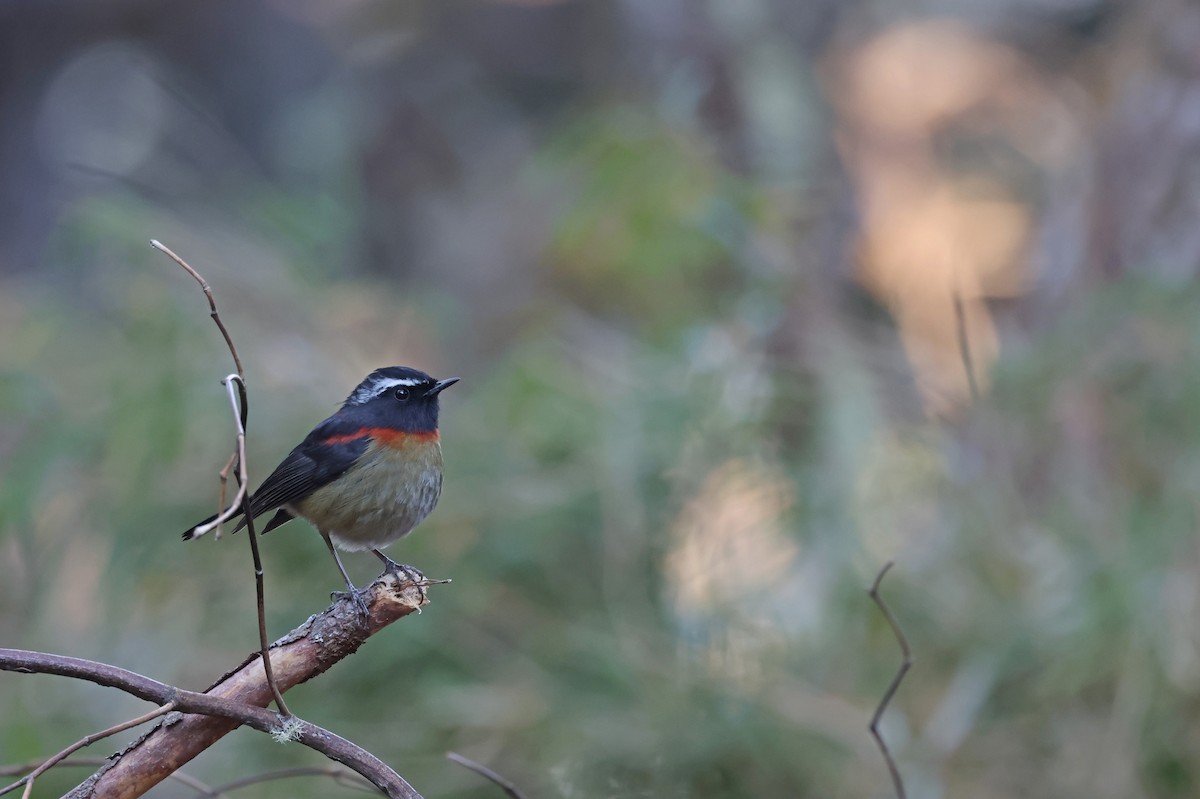 Тайваньская синехвостка - ML646784340