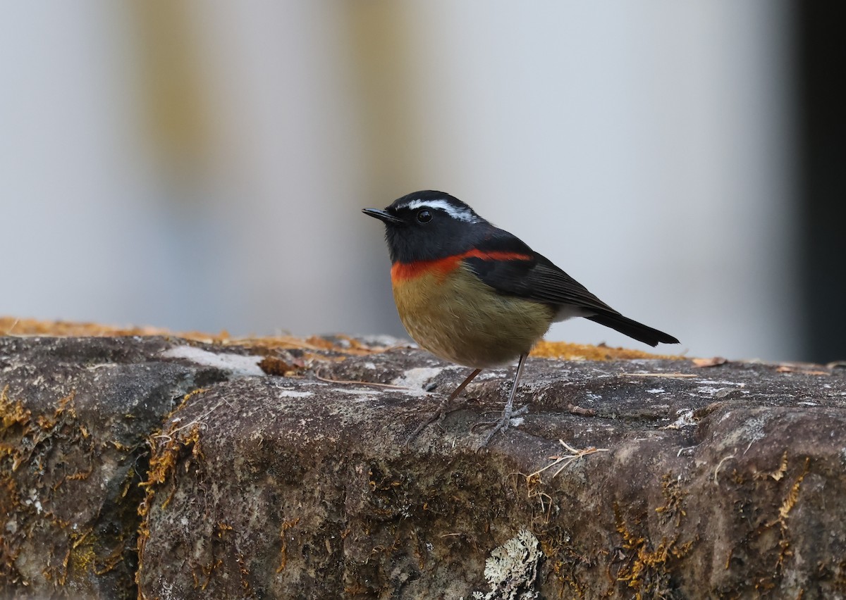 Тайваньская синехвостка - ML646784341