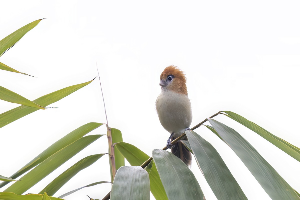 Сутора білогорла - ML646784342