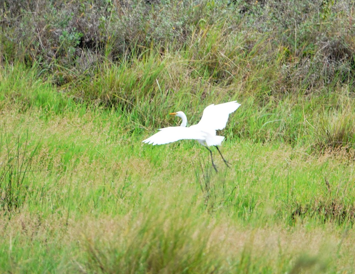 Yellow-billed Egret - ML646784355