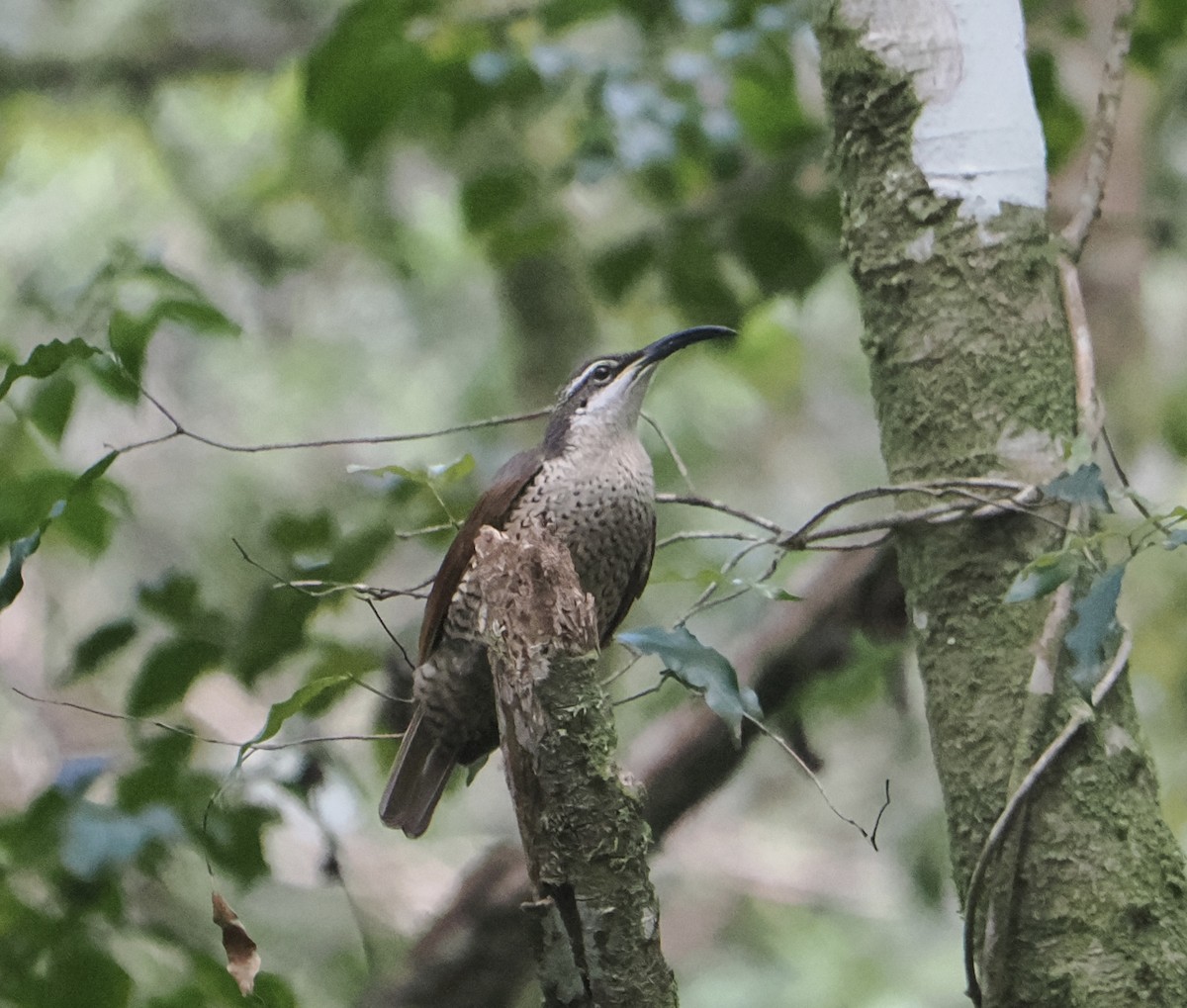 Ave del Paraíso Festoneada - ML646784363