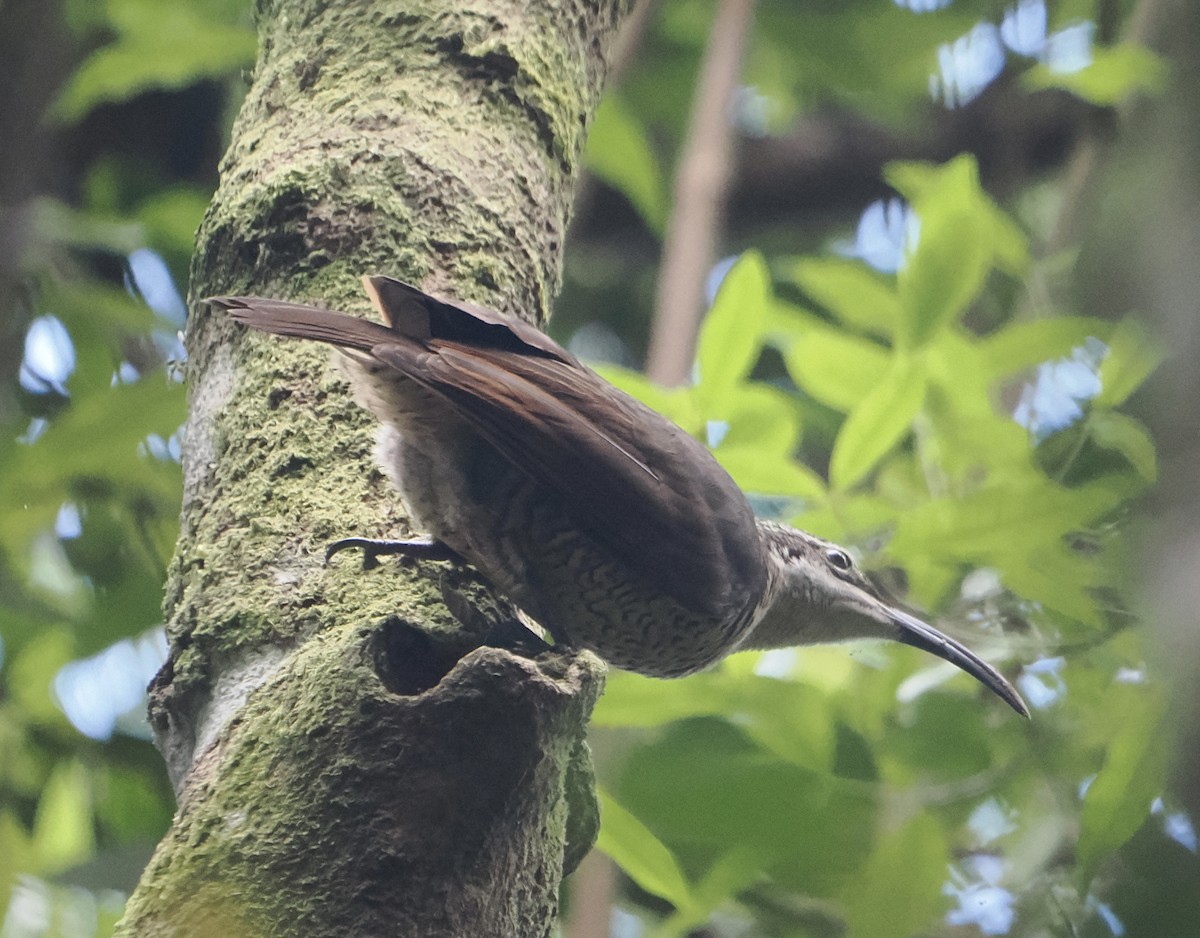 Ave del Paraíso Festoneada - ML646784364