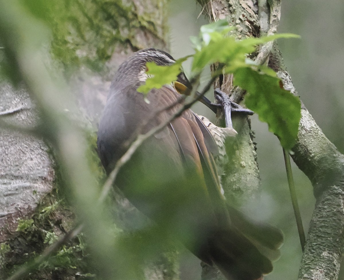 Ave del Paraíso Festoneada - ML646784365