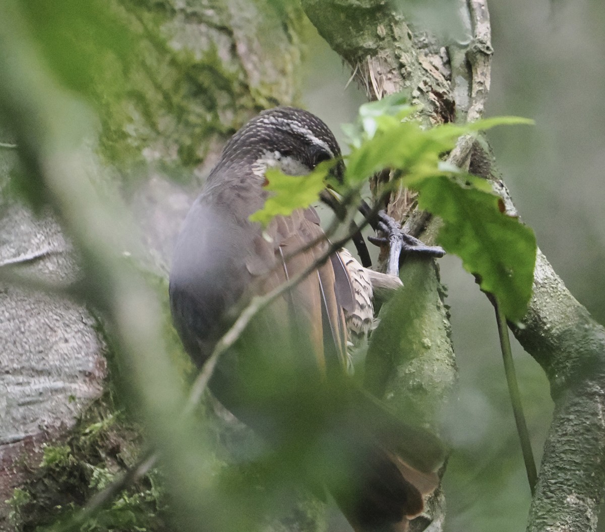 Ave del Paraíso Festoneada - ML646784366