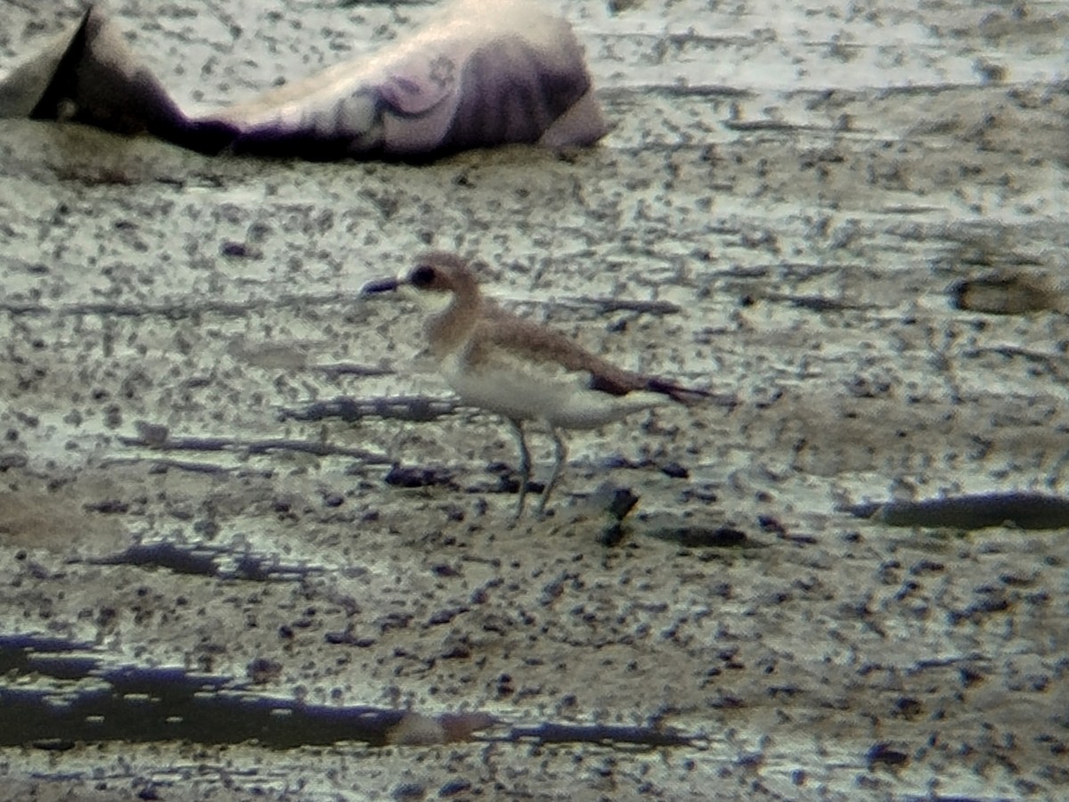 Txirritxo mongoliarra - ML646784367