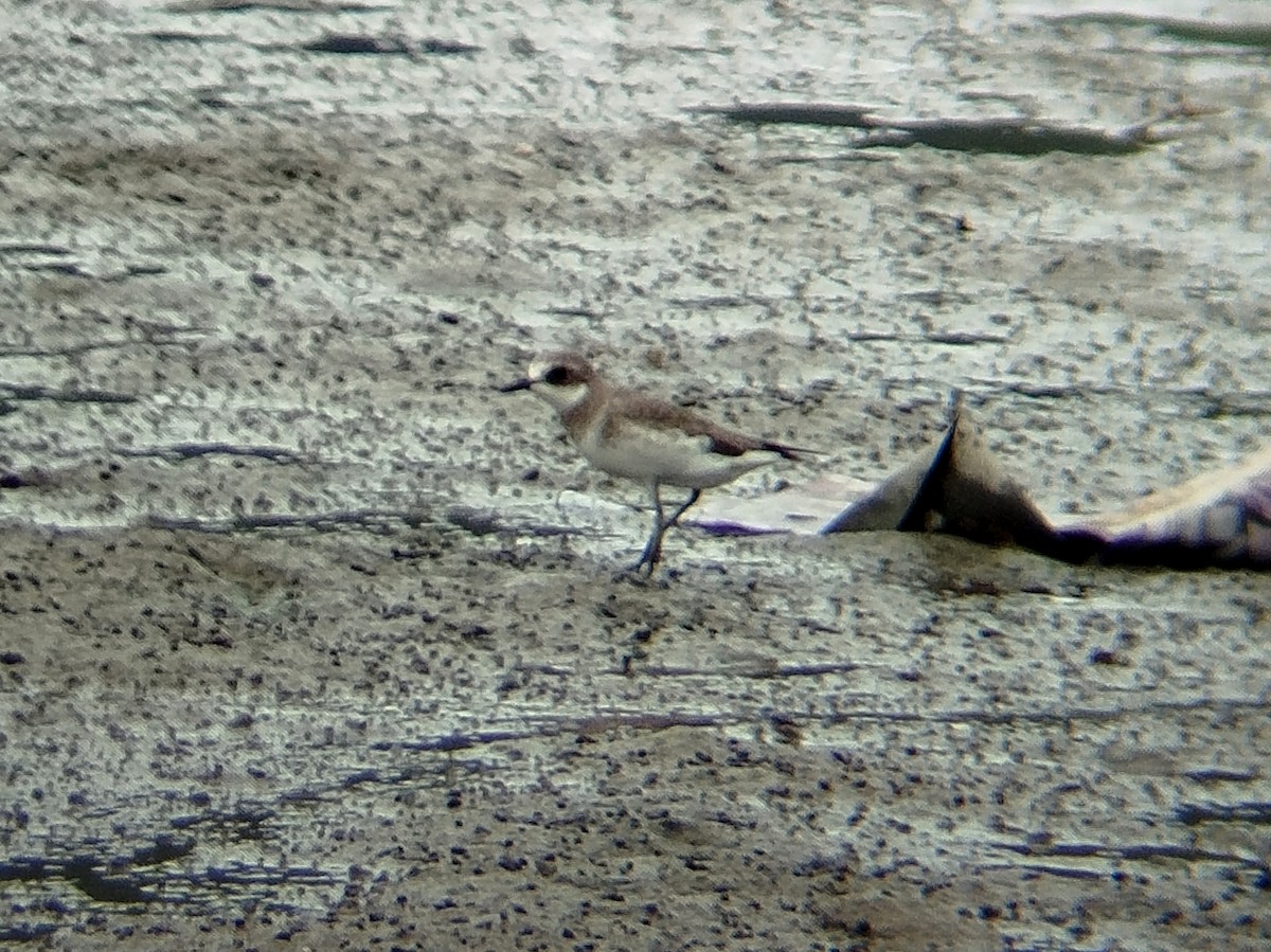 Txirritxo mongoliarra - ML646784368