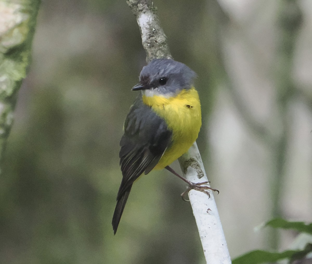 Petroica Amarilla - ML646784369