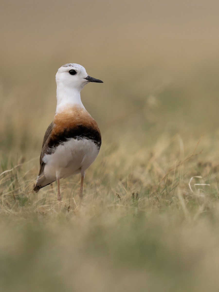 Chorlitejo Asiático Grande - ML646784370