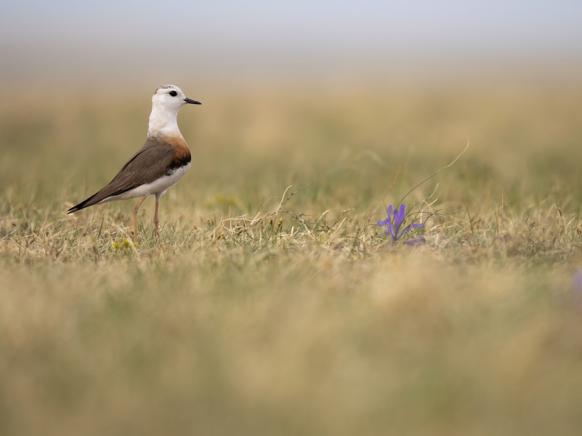 Chorlitejo Asiático Grande - ML646784371