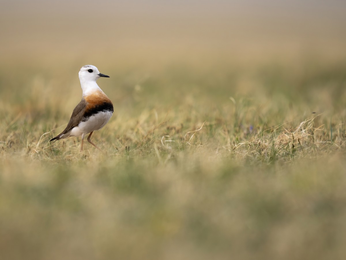 Chorlitejo Asiático Grande - ML646784372