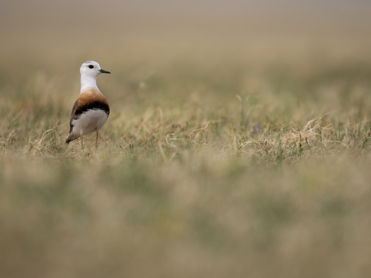 Chorlitejo Asiático Grande - ML646784373