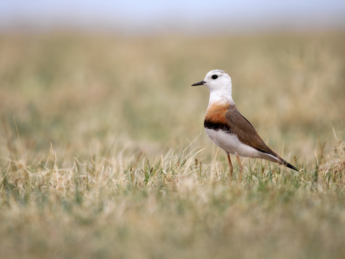 Chorlitejo Asiático Grande - ML646784374