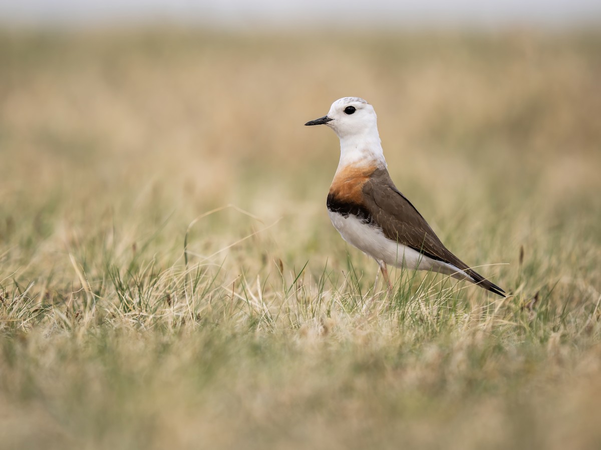 Chorlitejo Asiático Grande - ML646784375