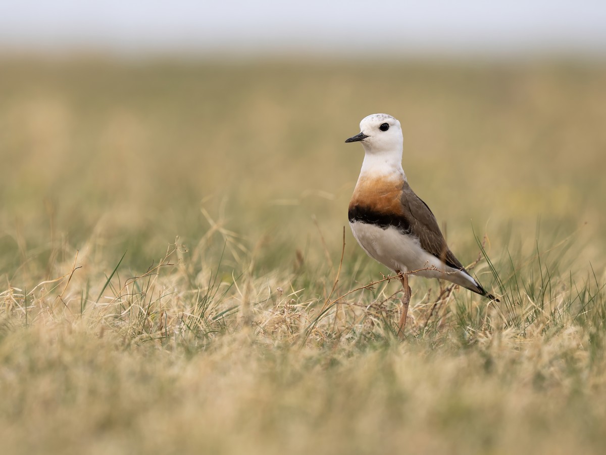 Chorlitejo Asiático Grande - ML646784376