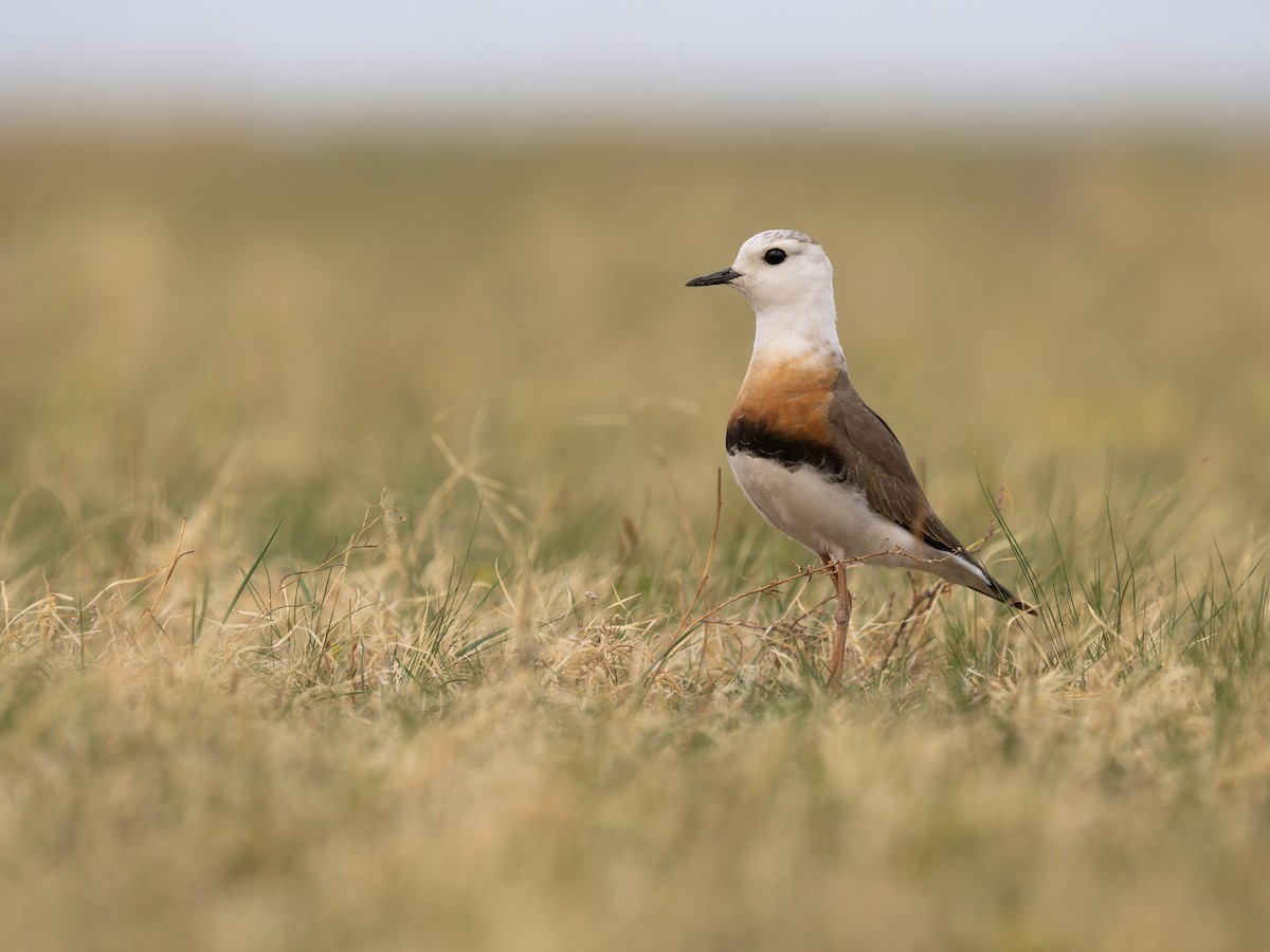 Chorlitejo Asiático Grande - ML646784377