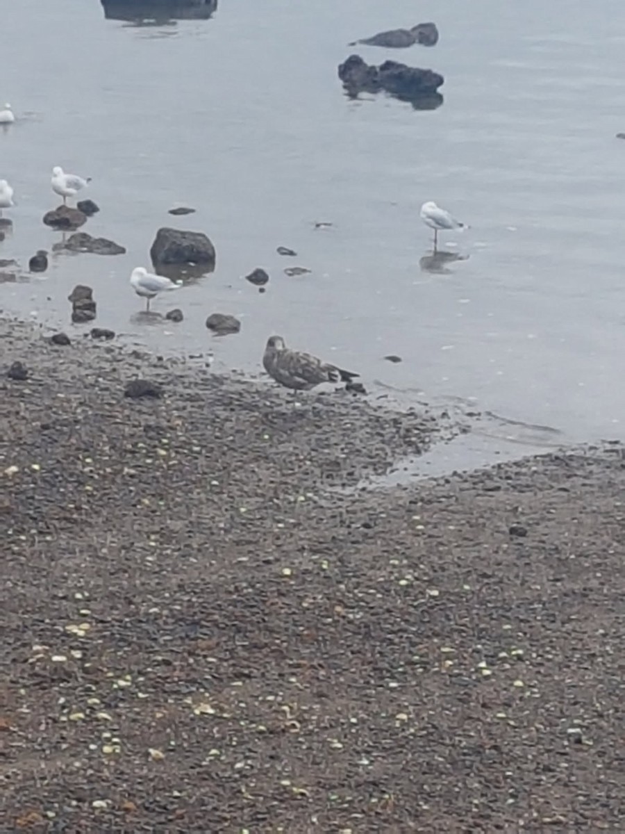 Gaviota Cocinera - ML646784378