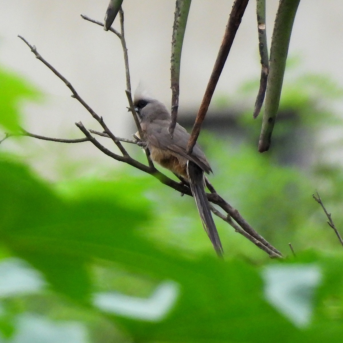 Pájaro Ratón Común - ML646784379