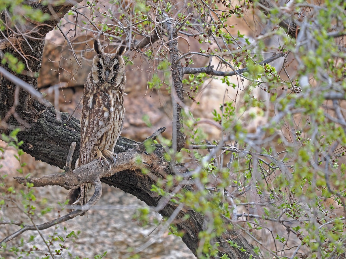 Búho Chico - ML646784380